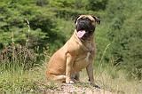 BULLMASTIFF 308